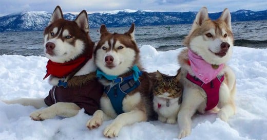 Huskies Se Hicieron Los Mejores Amigos De Este Gato Tras Salvarlo de Morir