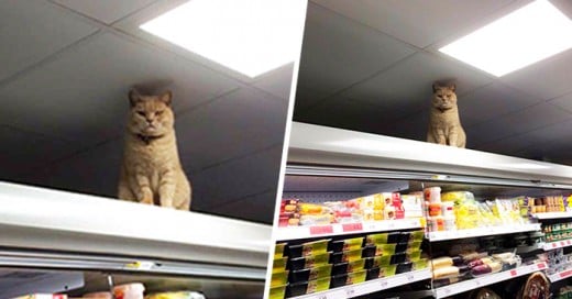 misterioso gatito aparece con regularidad en los estantes del supermercado Brockley Sainsbury en Londres, Inglaterra