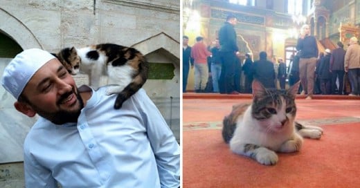 Este sacerdote musulmán alberga gatos que nunca han tenido hogar en una Mezquita