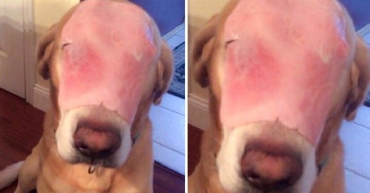 Miles de personas fueron engañadas por un perro que tenia en el rostro un pedazo de jamon