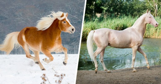 Las razas de caballos mas hermosos