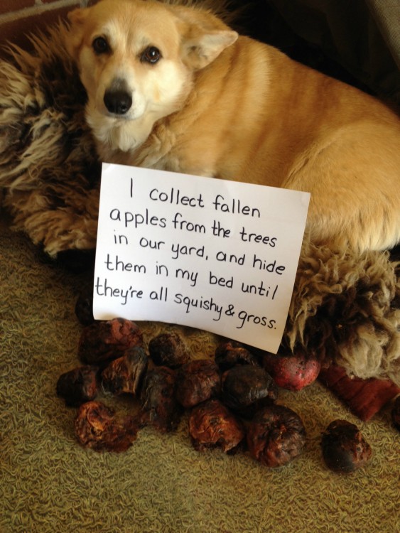 PERRO AL QUE LE GUSTAN LAS MANZANAS PODRIDAS