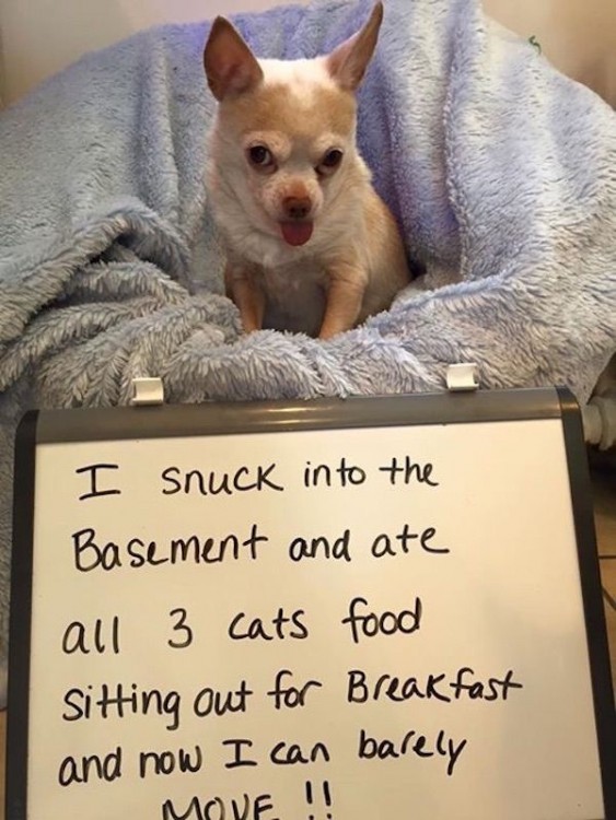 PERRO QUE LE GUSTA LA COMIDA DE LOS GATOS