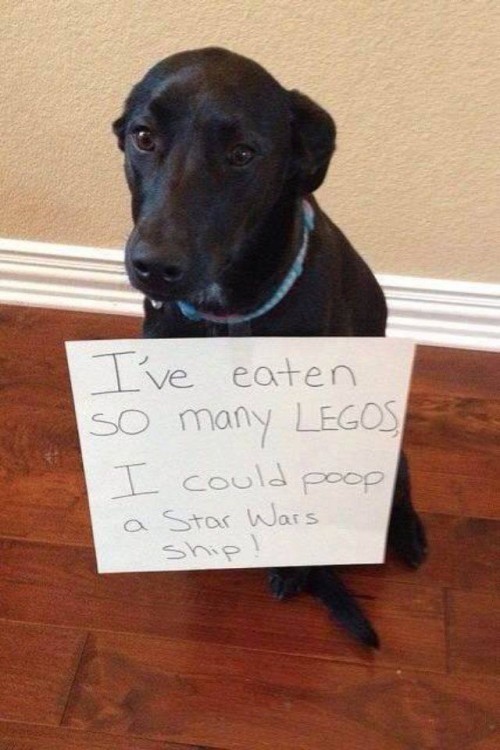 ´PERRO QUE SE COME LOS LEGOS