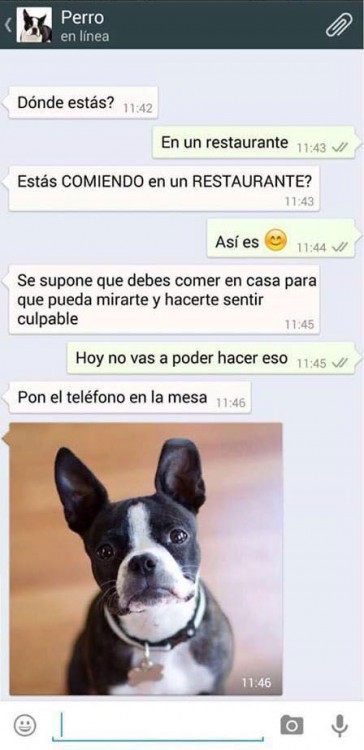 PERRO RESTAURANTE