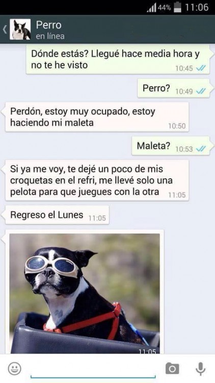 PERRO LENTES