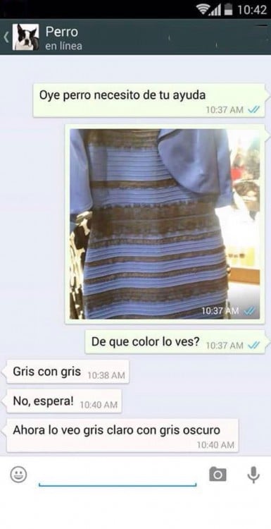 PERRO VESTIDO GRIS