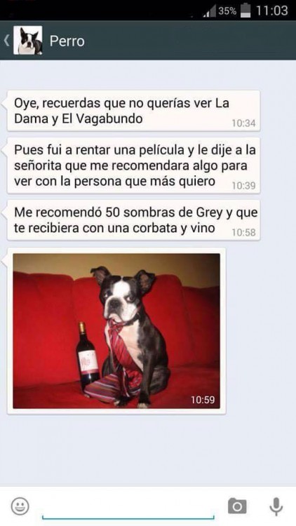 PERRO LAS 50 SOMBRAS DE GRAY