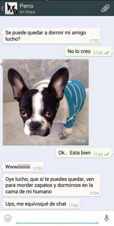 perro permiso pijamada