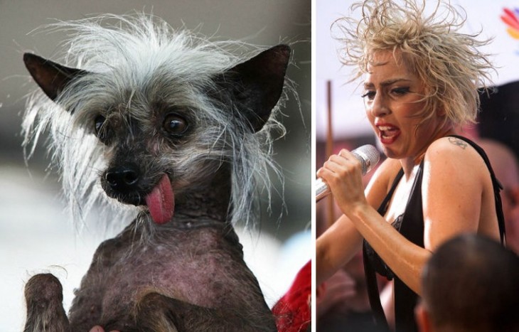 Perro en una pose y con el look parecido al de la estrella Lady Gaga