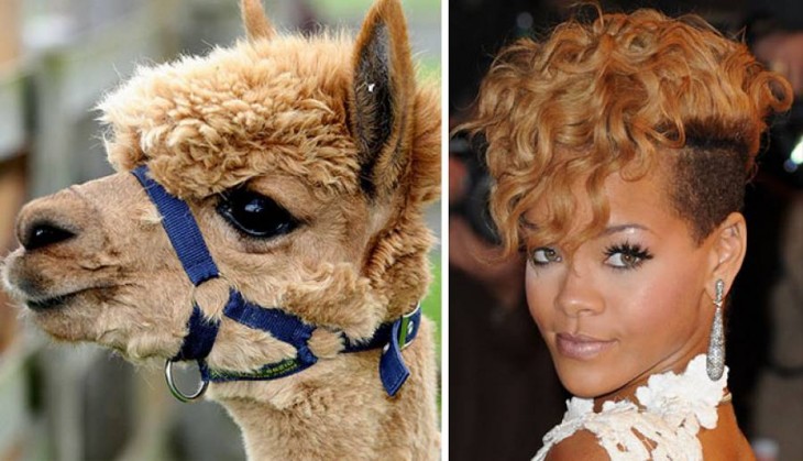 Alpaca con el look parecido al de Rihana 