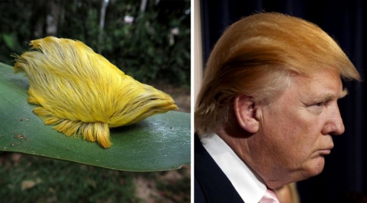 oruga de vello amarillo comparado con el cabello de Donald Trump 