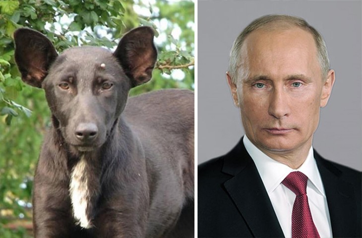 Fotografía que compara a Vladímir Putin con un perro 