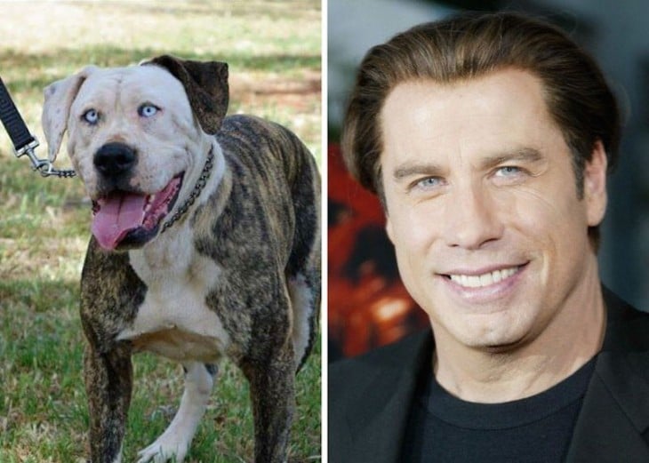 John travolta comparado con un perro 