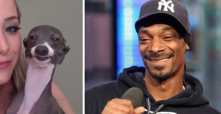 cara de un perro comparada con la del rapero Snoop Dogg