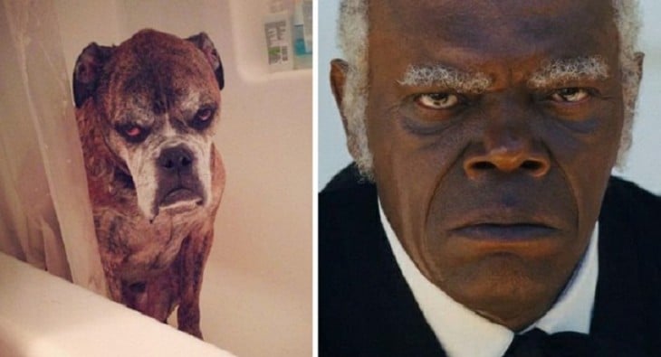 cara de un perro comparada de la de Samuel L. Jackson 