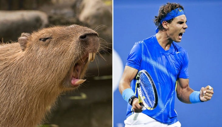 carpincho en una pose similar a la del tennista Rafael Nadal