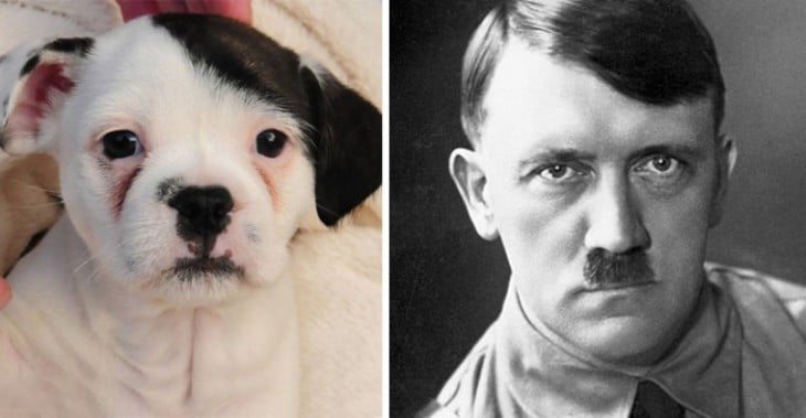 perrito con un look muy parecido al de Adolf Hitler