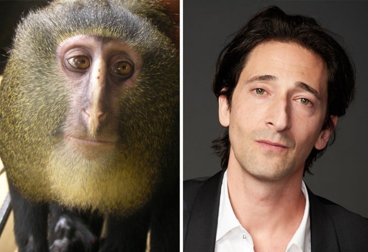 mono cercopithecus lomamiensis parecido al actor Adrien Brody 