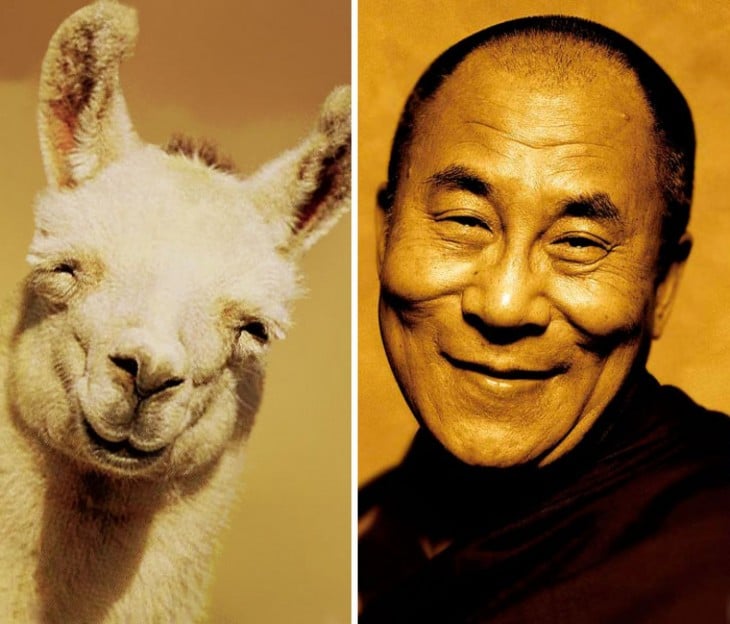 llama con una cara feliz parecida al Dalai Lama 