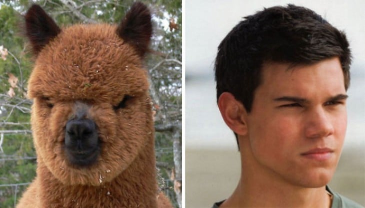 Taylor Lautner comparado con la cara de una alpaca 