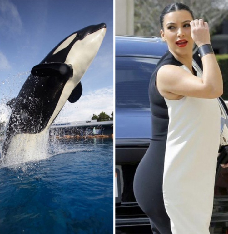 imagen que compara una ballena con Kim Kardashian 