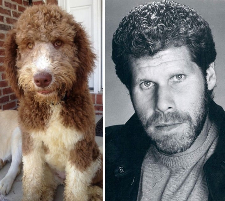 Este perro se parece a Ron Perlman 