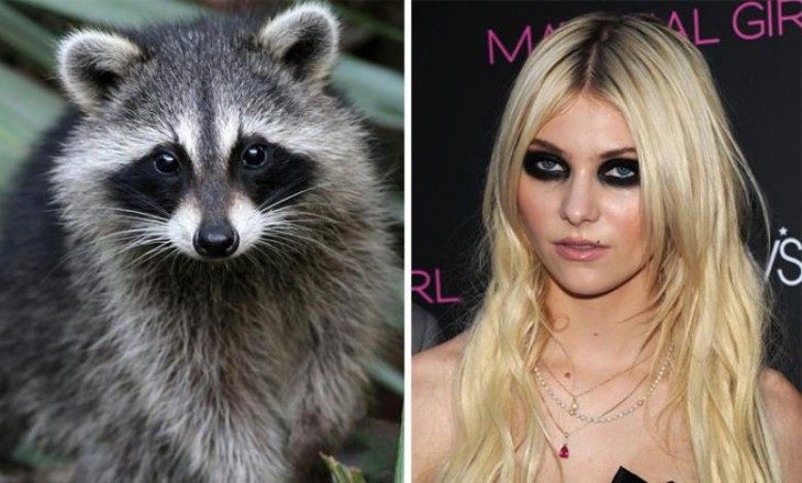 Taylor Momsen muy parecida a este mapache 