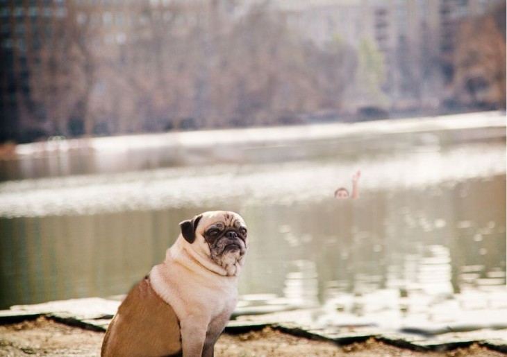 Batalla de photoshop a este hombre y su perro pug donde el chico parece estarse ahogando 