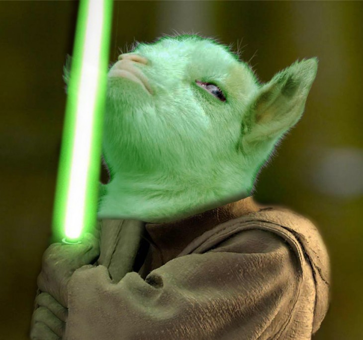 cabrita presumida con el photoshop de Yoda de la película "Star Wars" 