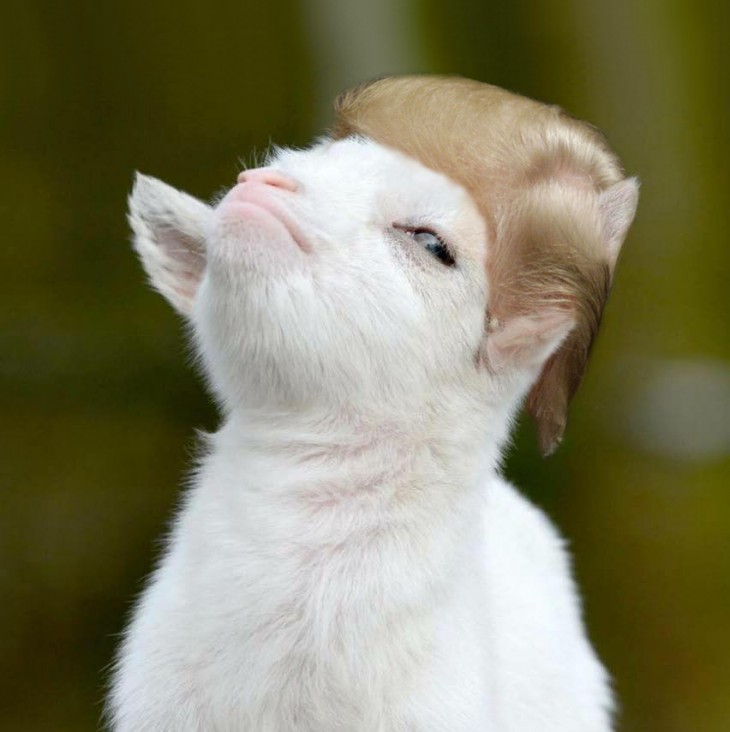 cara de la cabra presumida con el peinado de Donald Trump 