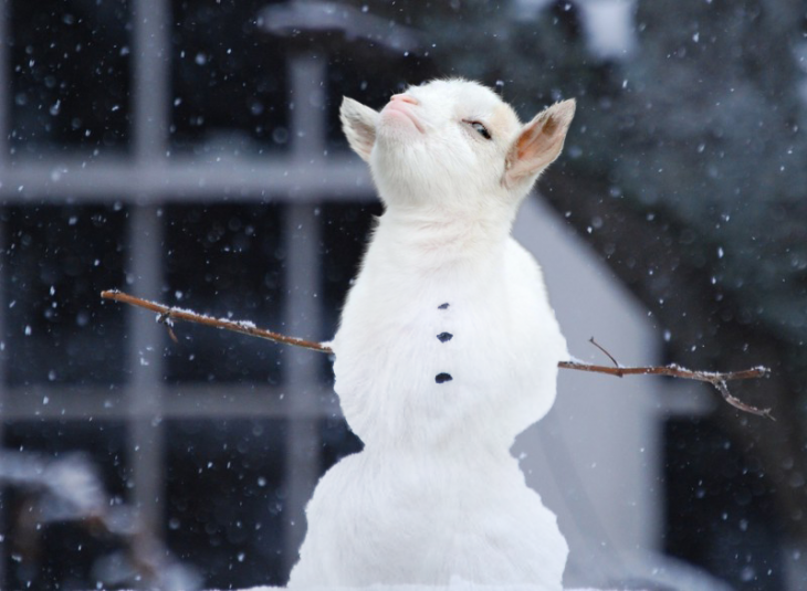 cara de cabra presumida sobre un cuerpo de un muñeco de nieve 