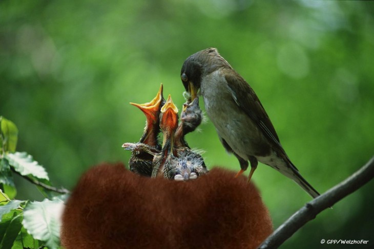 Batalla de photoshop al hombre de la barba convertida en un nido de pájaros 