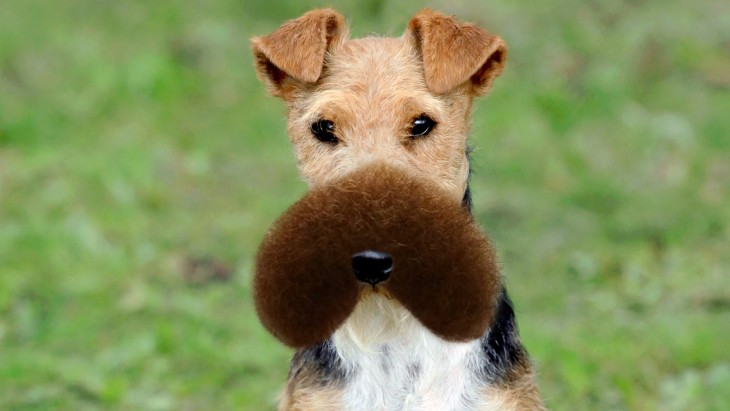 Batalla de photoshop al hombre de la barba sobre el hocico de un perro 