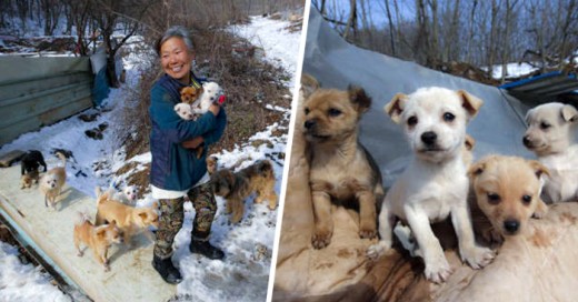 mujer Coreana que se dedica a salvar perros de los restaurantes