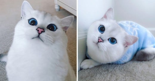 El gato con los ojos mas bonitos del mundo