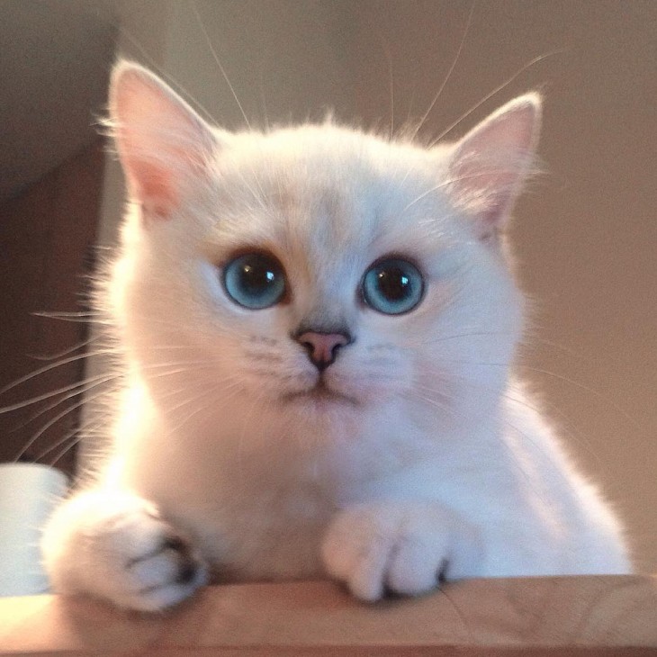 Cara tierna de Corby, el gato de ojos azules con el delineado perfecto 