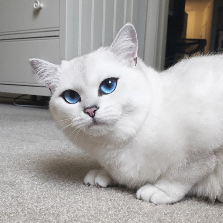 Corby, el gato de ojos azules con el delineado perfecto cerca de un mueble 