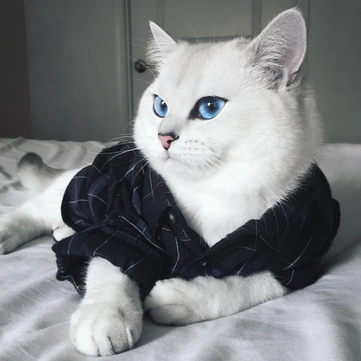 Corby, el gato con el delineado perfecto con su pijama de cuadros acostado en la cama 