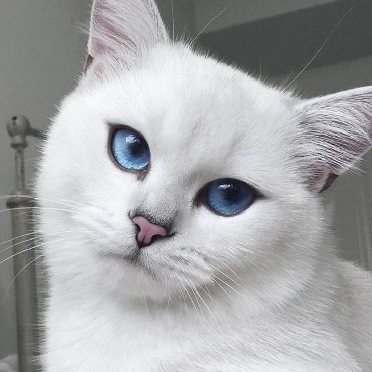 Corby, el gato de ojos azules con el delineado perfecto 