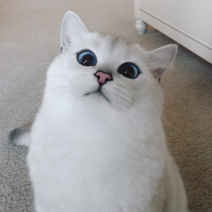 Corby el gato sentado en el piso con una mirada tierna 