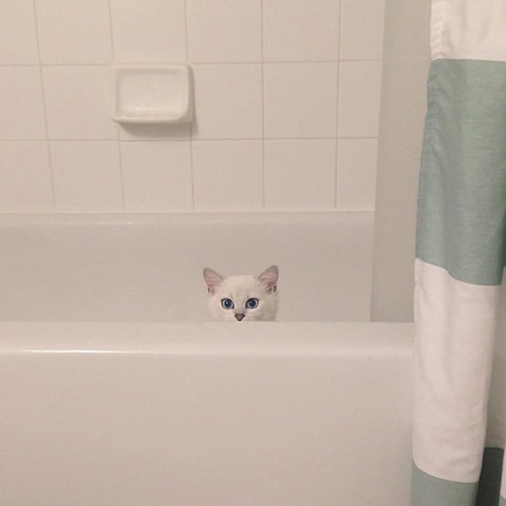 Corby, el gato con el delineado perfecto asomando la cara desde una bañera 