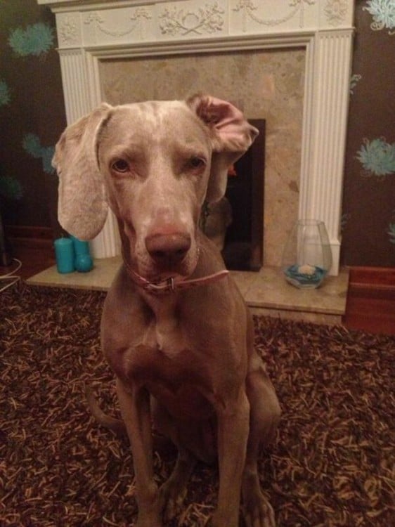 perro sentado en una sala con una de sus orejas dobladas 