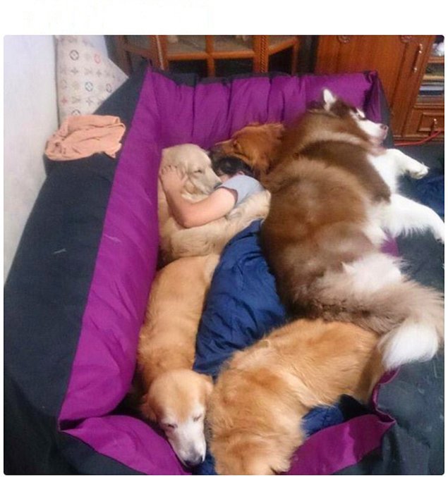 chica dormida rodeada de perros 