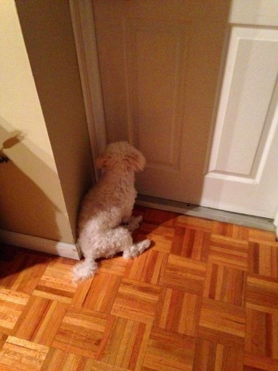 perro sentado cerca de la puerta del baño 