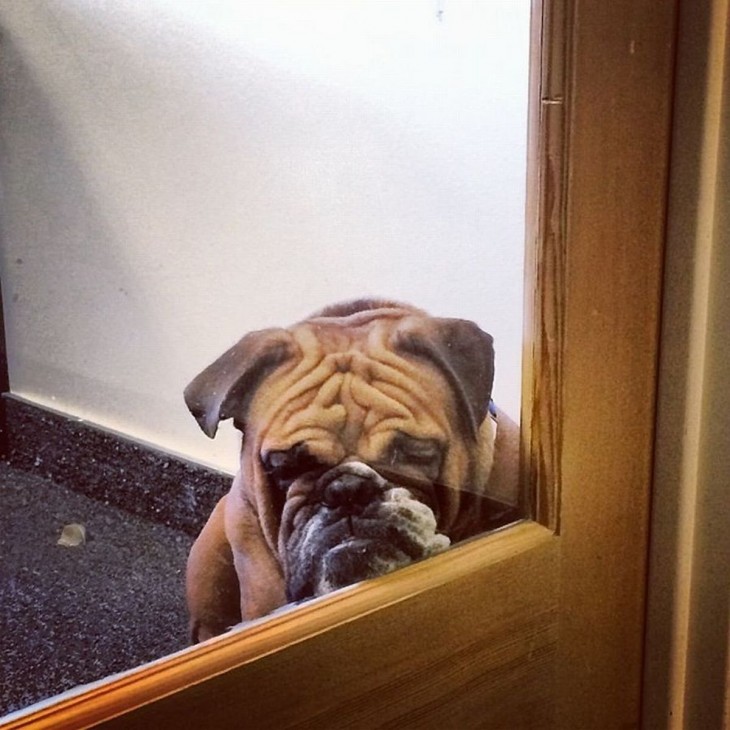 perro bulldog con cara triste detrás de una puerta 