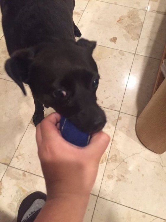 perro mordiendo la pelota de la mano de su dueño 