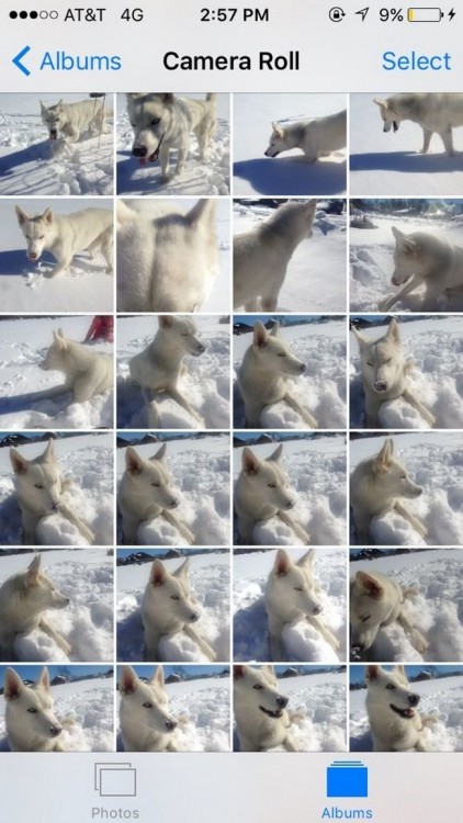 Galería de un celular llena de fotos de perro 