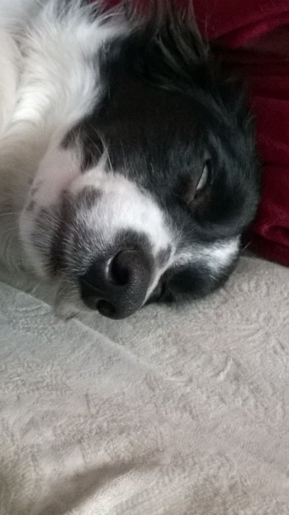 perro dormido con los ojos un poco abiertos 