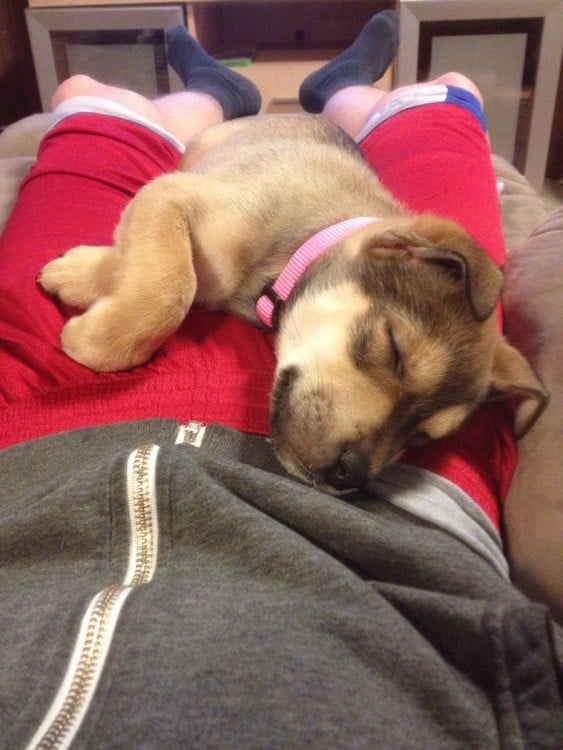 pequeño perrito dormido sobre las piernas de su amo 